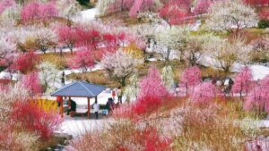 三重県いなべ市の梅まつり